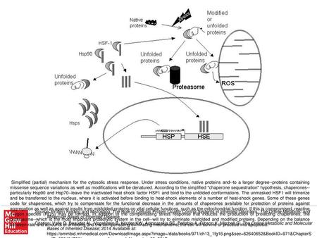 Simplified (partial) mechanism for the cytosolic stress response