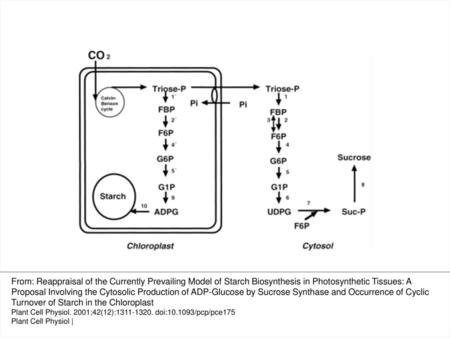 Fig. 1 Pathways of sucrose and starch synthesis in photosynthetic cells. The enzymes are numbered as follows: 1, 1′ FBP aldolase; 2, 2′ FBPase; 3, PPi:fructose-6-P.