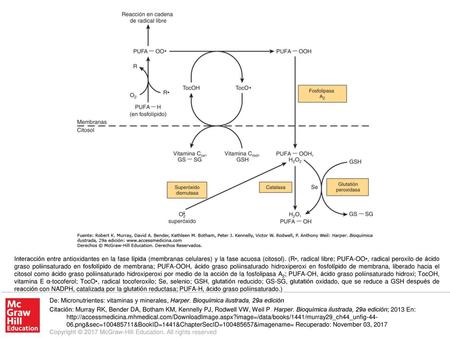 Interacción entre antioxidantes en la fase lípida (membranas celulares) y la fase acuosa (citosol). (R•, radical libre; PUFA-OO•, radical peroxilo de ácido.