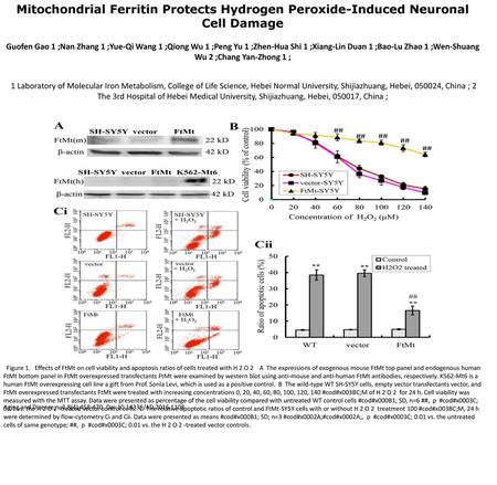 Mitochondrial Ferritin Protects Hydrogen Peroxide-Induced Neuronal Cell Damage Guofen Gao 1 ;Nan Zhang 1 ;Yue-Qi Wang 1 ;Qiong Wu 1 ;Peng Yu 1 ;Zhen-Hua.