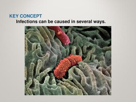 KEY CONCEPT  Infections can be caused in several ways.