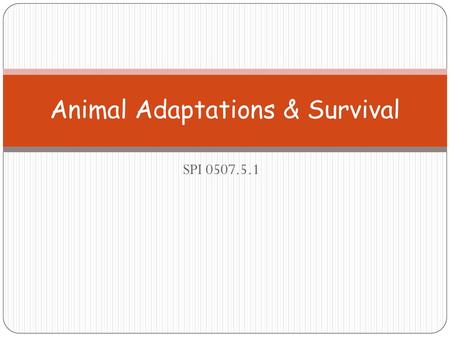 Animal Adaptations & Survival