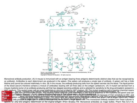 Monoclonal antibody production