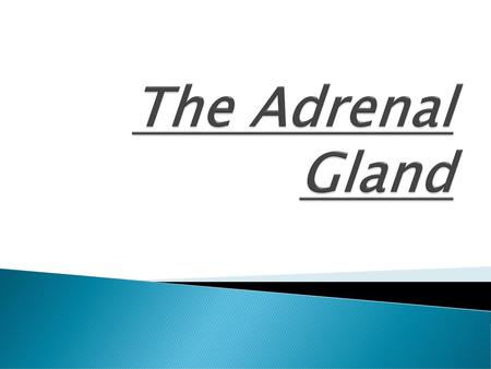 The Adrenal Gland.