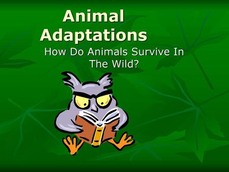 How Do Animals Survive In The Wild?