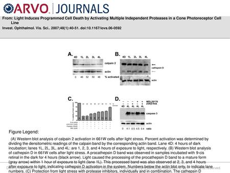 From: Light Induces Programmed Cell Death by Activating Multiple Independent Proteases in a Cone Photoreceptor Cell Line Invest. Ophthalmol. Vis. Sci..