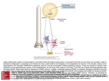 Leptin-melanocortin system of energy balance