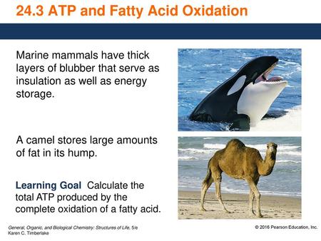 24.3 ATP and Fatty Acid Oxidation