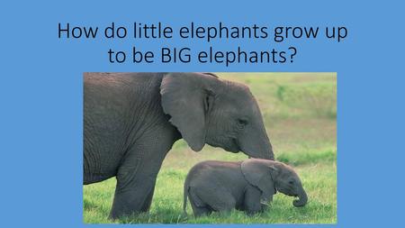 How do little elephants grow up to be BIG elephants?