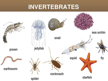 INVERTEBRATES.