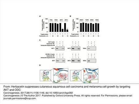 Figure 1. Herbacetin binds to AKT1/2 and suppresses each respective kinase activity. The effect of herbacetin on (A) PI3K/AKT and (B) MAPK signaling pathway.