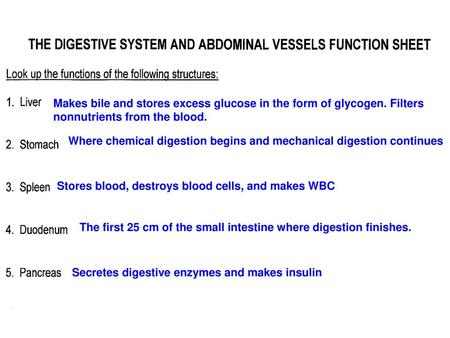 Makes bile and stores excess glucose in the form of glycogen