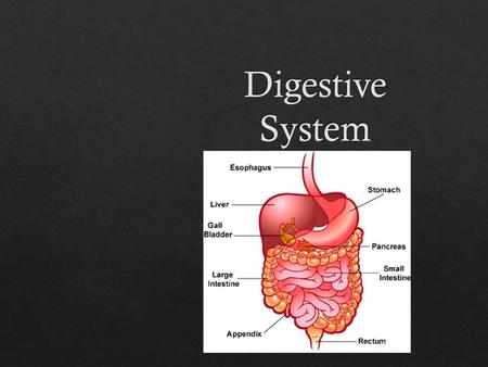 Digestive System.