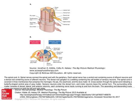 The spinal cord. A. Spinal nerves connect the spinal cord with the periphery. Each spinal nerve has a ventral root containing axons of efferent neurons.