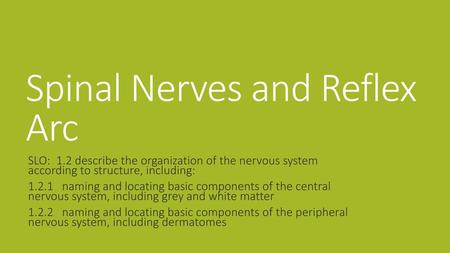 Spinal Nerves and Reflex Arc