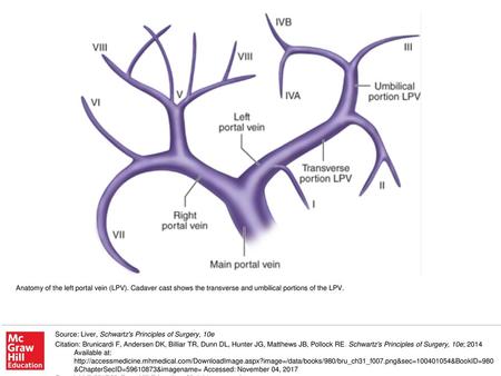 Anatomy of the left portal vein (LPV)