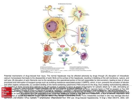 Potential mechanisms of drug-induced liver injury