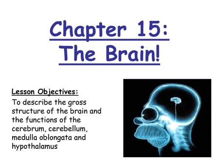 Chapter 15: The Brain! Lesson Objectives: