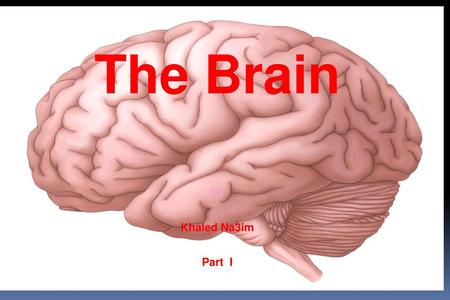 The Brain By Khaled Na3im Part I.