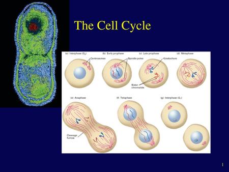 The Cell Cycle.