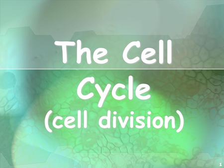 The Cell Cycle (cell division)