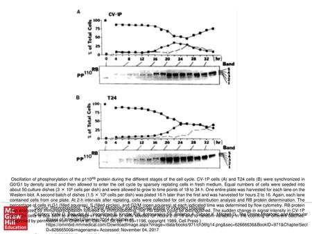 Oscillation of phosphorylation of the p110RB protein during the different stages of the cell cycle. CV-1P cells (A) and T24 cells (B) were synchronized.