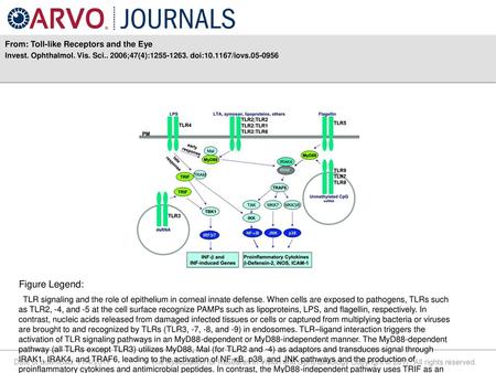 Figure Legend: From: Toll-like Receptors and the Eye