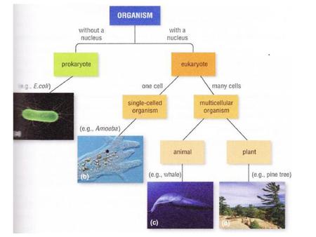 Prokaryotic Cells Vs. Eukaryotic Cells