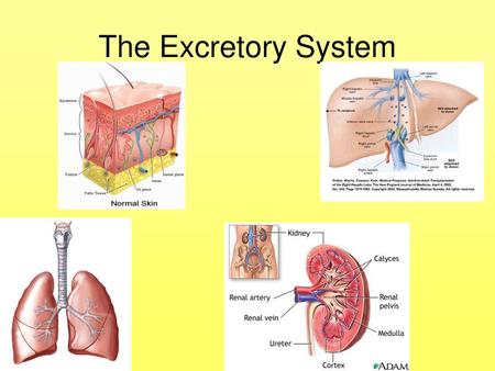 The Excretory System.