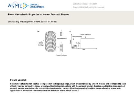 From: Viscoelastic Properties of Human Tracheal Tissues