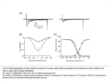 Figure 2 Lack of changes in current properties between myocytes