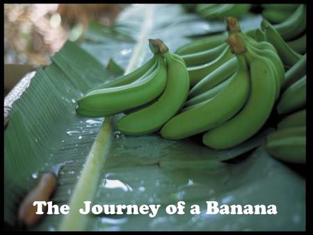 Bananas are grown all over the world