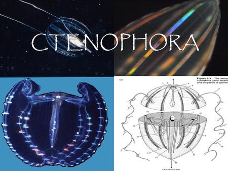 CTENOPHORA.