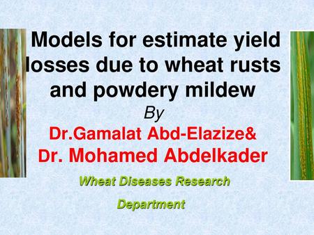 Models for estimate yield losses due to wheat rusts and powdery mildew By Dr.Gamalat Abd-Elazize& Dr. Mohamed Abdelkader Wheat Diseases Research Department.