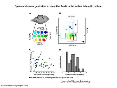 Space and size organization of receptive fields in the archer fish optic tectum. Space and size organization of receptive fields in the archer fish optic.