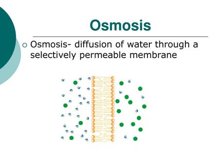 Osmosis Osmosis- diffusion of water through a selectively permeable membrane.