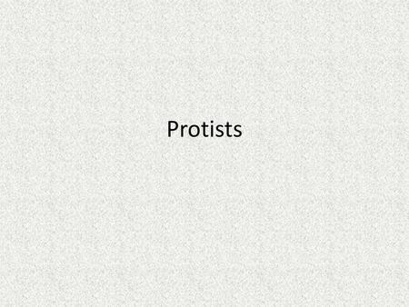 Protists.