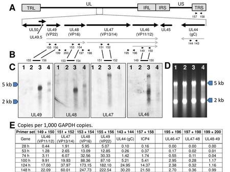 A B D C E 5 kb 2 kb Copies per 1,000 GAPDH copies. UL US TRL