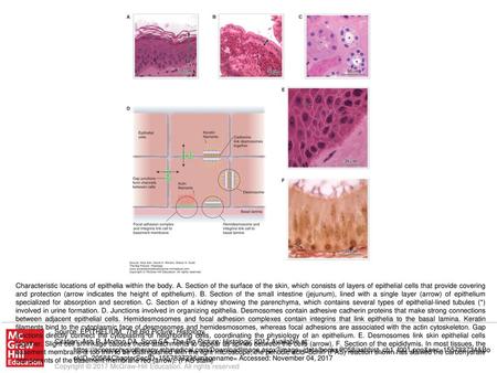 Characteristic locations of epithelia within the body. A