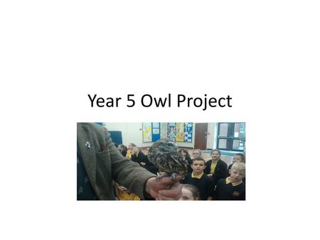 Year 5 Owl Project.