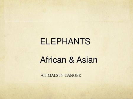 ELEPHANTS African & Asian