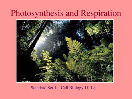 Photosynthesis and Respiration