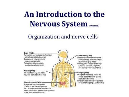 An Introduction to the Nervous System (Dosman)