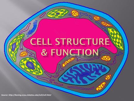 Cell Structure & Function