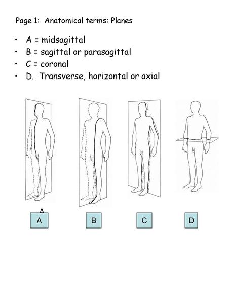 Page 1: Anatomical terms: Planes