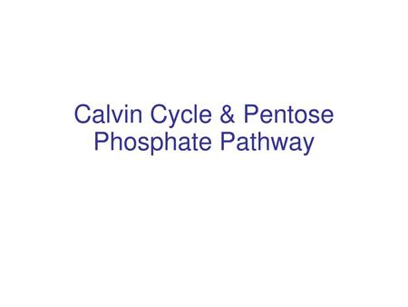 Calvin Cycle & Pentose Phosphate Pathway