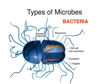 Types of Microbes BACTERIA 1.