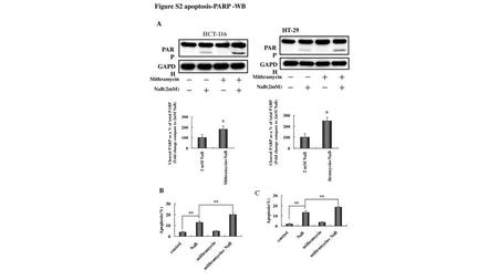 Figure S2 apoptosis-PARP -WB