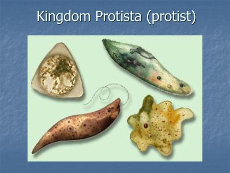 Kingdom Protista (protist)