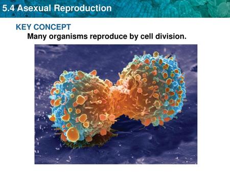 KEY CONCEPT Many organisms reproduce by cell division.